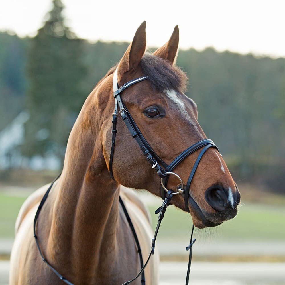 Horze Weston Padded Leather Snaffle Bridle with Flash Noseband and Web Reins | English Bridle for Horses - Black - Cob