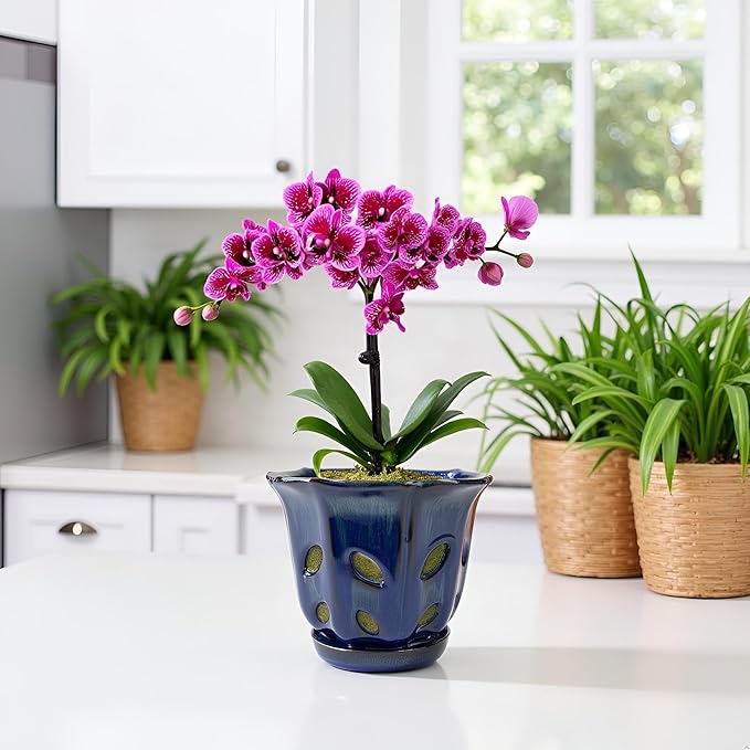Ceramic Orchid Pots with Holes 6 inch (Dark Blue)