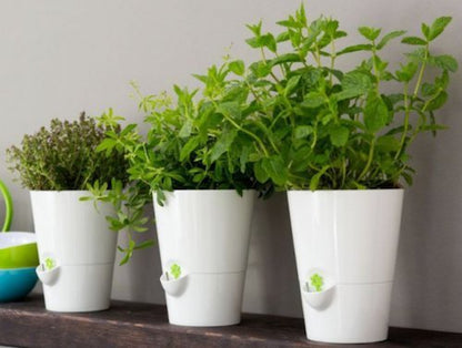 Poétic/Emsa Herb Pot for Fresh Herbs, Self-Watering, Water Level Indicator, Diameter 14 cm, Height 18 cm, Silk Grey, Fresh Herbs