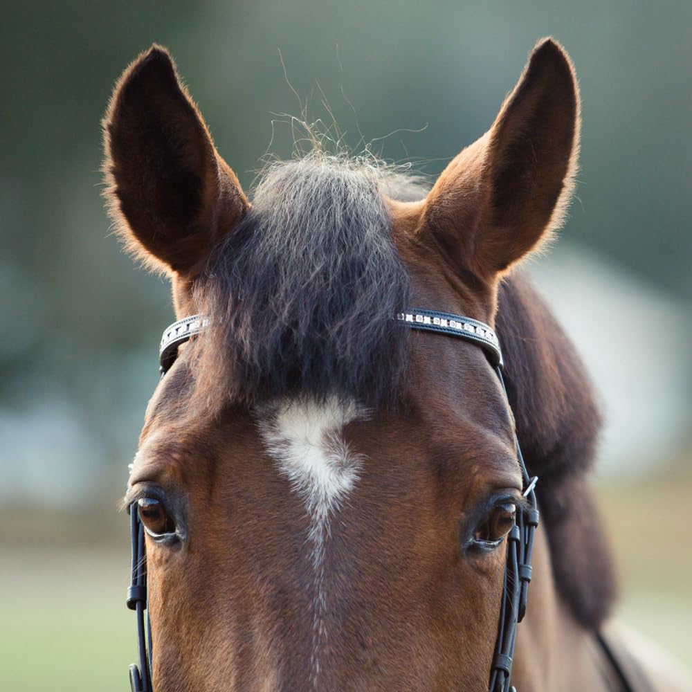 Horze Weston Padded Leather Snaffle Bridle with Flash Noseband and Web Reins | English Bridle for Horses - Black - Cob