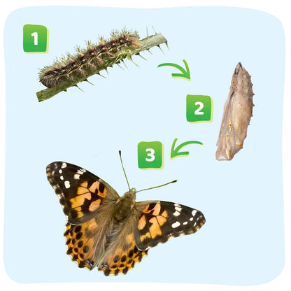 Insect Lore Giant Butterfly Garden with Voucher | 18 Inch Habitat | Life Cycle Figurines Included | Voucher to Redeem 5 Baby Caterpillars Later | Raise Painted Lady Butterflies