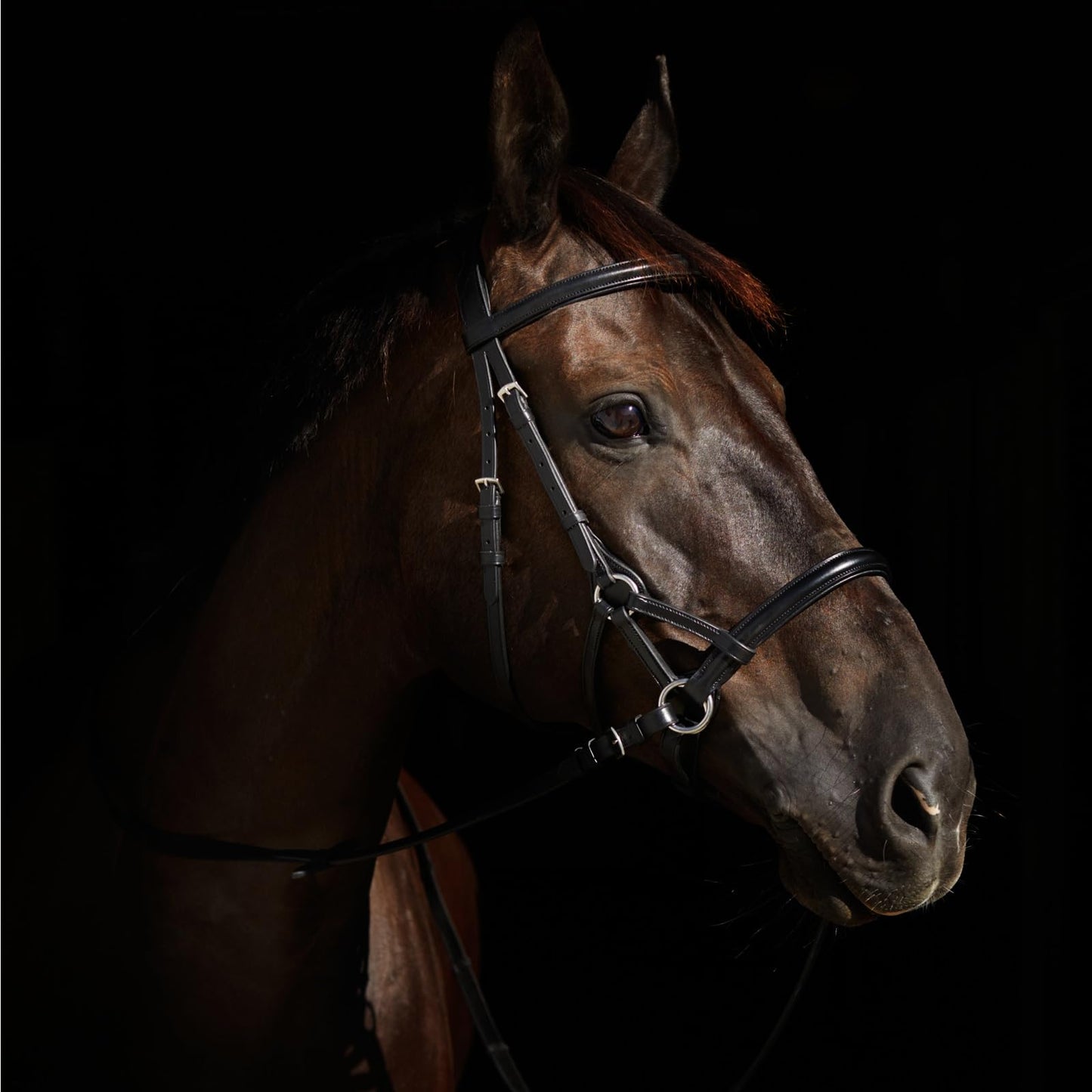 HORZE Denver Soft Leather English Side Pull Bitless Bridle for Horses | Web Reins Included - Black - Horse