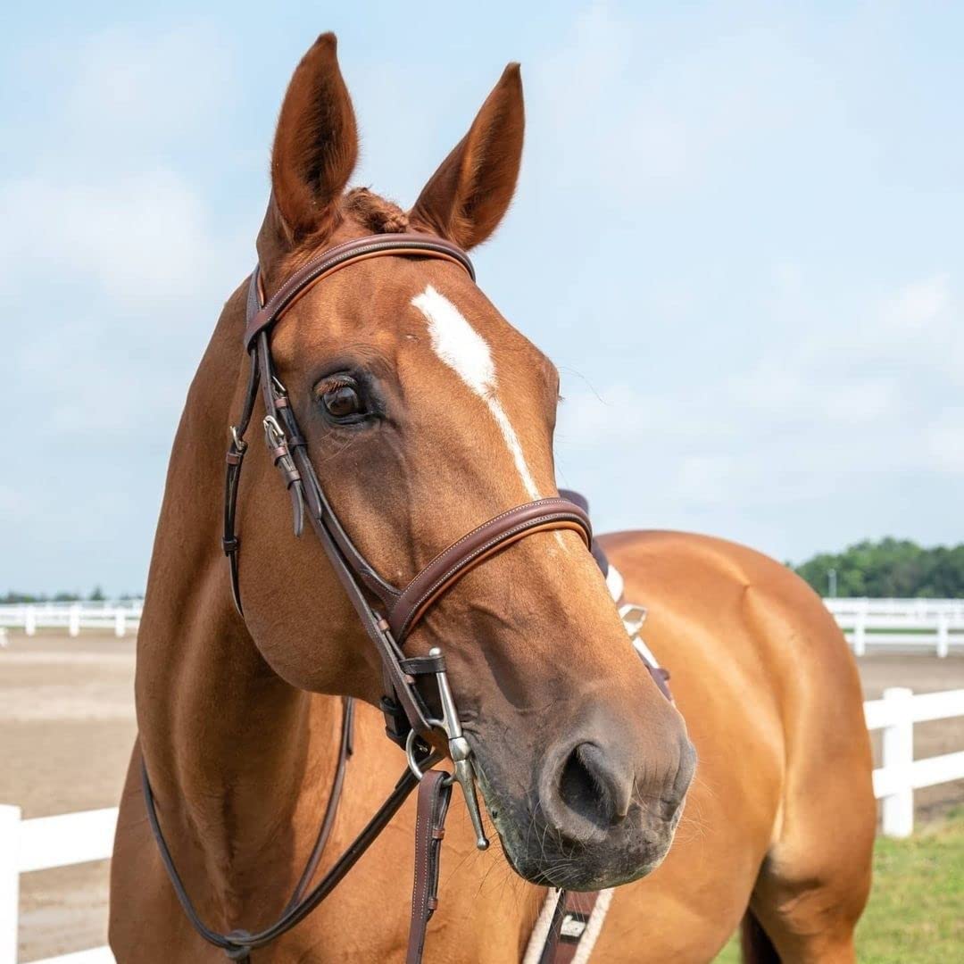 ExionPro English Hunter Jumping Bridle for Horses with Removable Flash Soft Yet Strong Rubber Reins | Royal Hunter Bridle | English Bridle for Horses (Havana, Pony)