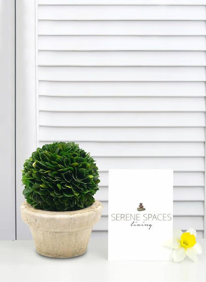 Serene Spaces Living Set of 12 Preserved Boxwood Ball with Small Pot – Boxwood in Planters, Preserved Plant for Boxwood Table Decor, Boxwood Centerpiece, Measures 5.5" Tall & 4" Diameter