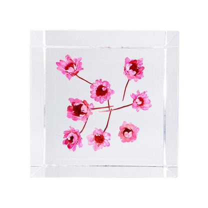 Bon Cube Acrylic Cube Paperweight with Decorative 3D Preserved Flowers, 1.97'' Cube 7.0 oz, Pink Real Starflowers (Resembles Daisy), Aesthetic Desk Shelf Decor and Good Luck Gift for Her