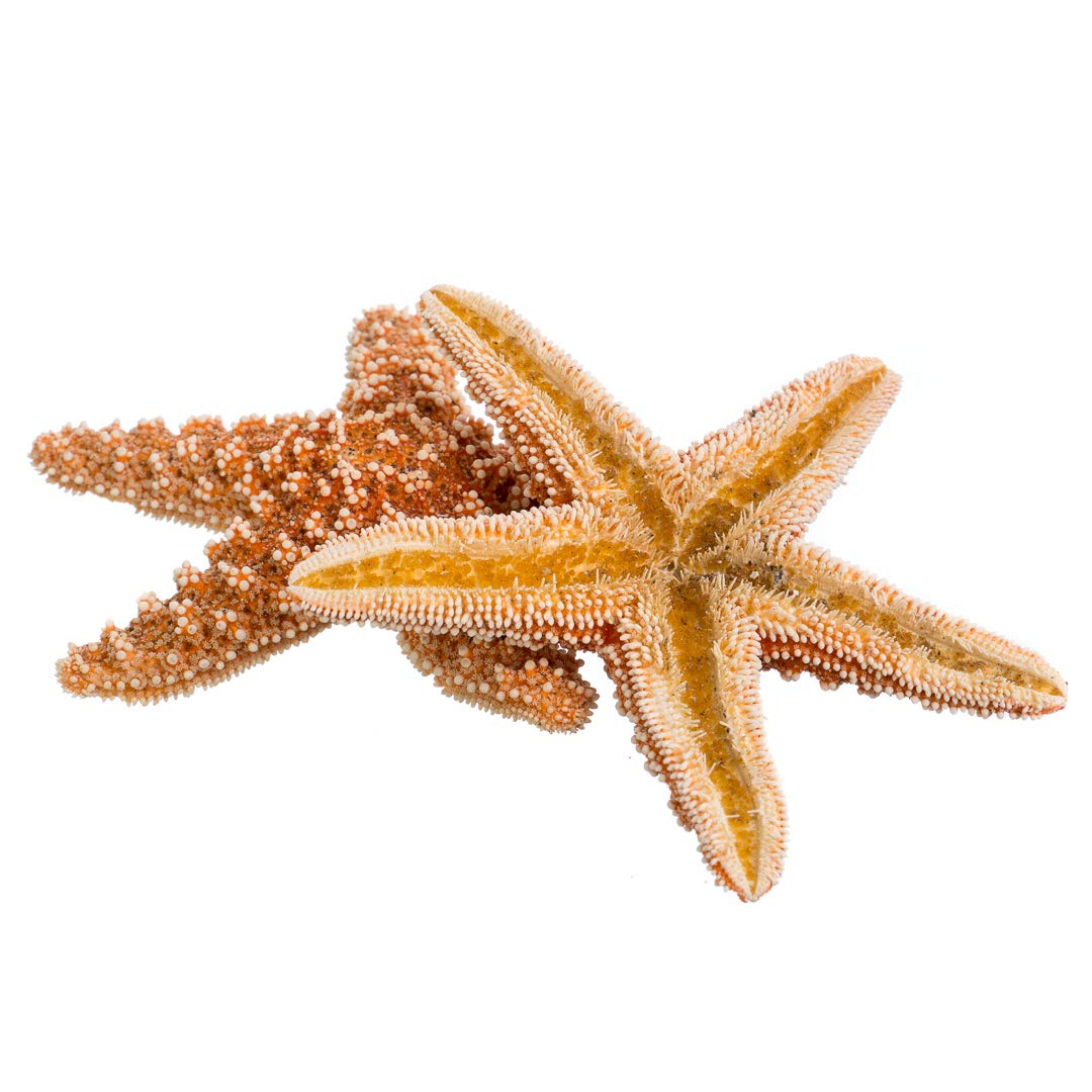 Real Starfish - 2 Large Brown Sugar Starfish (4-6in) - Starfish for Crafts - Star Fish Shells Decorations - Starfish Decor - Sea Star - Starfish Decorations - Starfish Shells