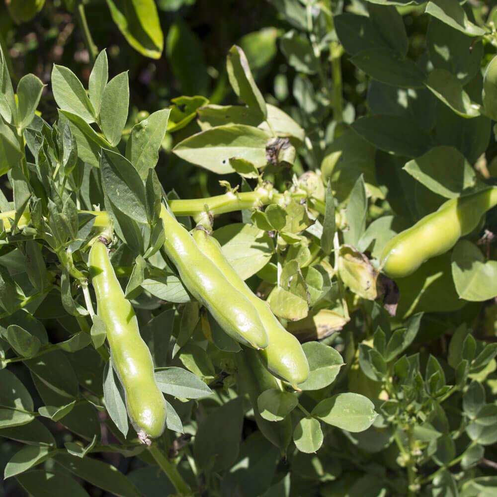 Outsidepride Annual Fava Beans Seeds - 10 lbs. High-Protein Forage Legume Seed for Soil Health Improvement, Erosion Control Support, Pollinator Attraction, Cover Crop, Hay, & Deer Food Plots