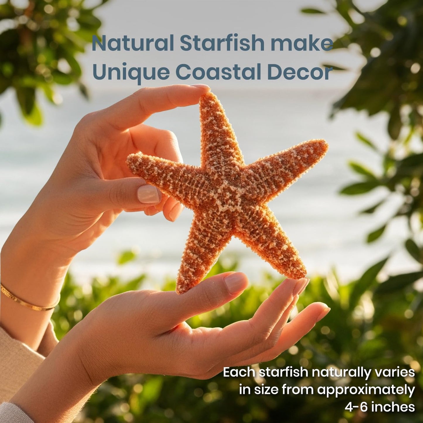 Real Starfish - 2 Large Brown Sugar Starfish (4-6in) - Starfish for Crafts - Star Fish Shells Decorations - Starfish Decor - Sea Star - Starfish Decorations - Starfish Shells