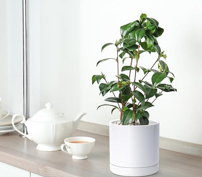 D'vine Dev 6.5 Inch & 8.2 Inch Ceramic Planter Pots for Plants with Drainage Hole and Saucer, Medium Plant Pots Set, White, 94-G-M-1
