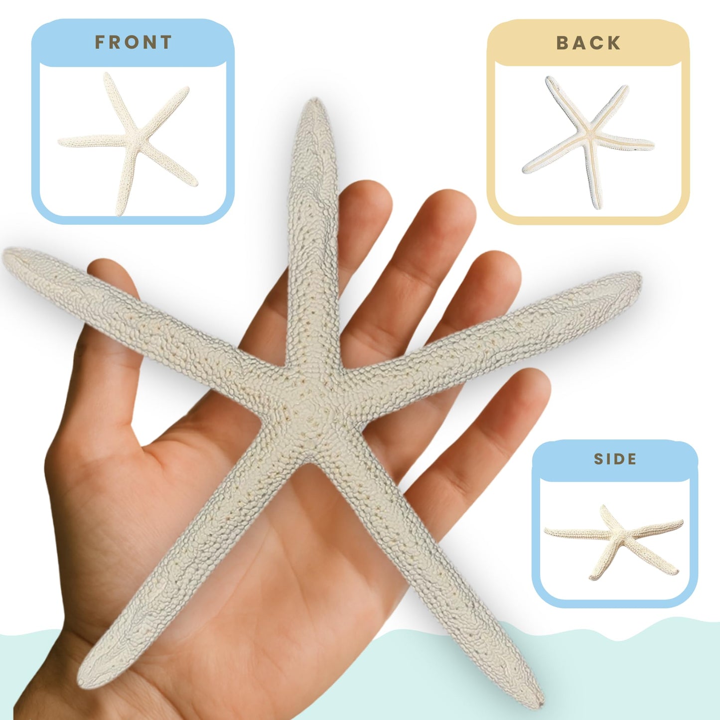 Starfish Decor - Star Fish for Craft - 10pk Uniquely Shaped 6-8" White Real Sea Stars - Beach Wedding Decor - Coastal Party Decorations