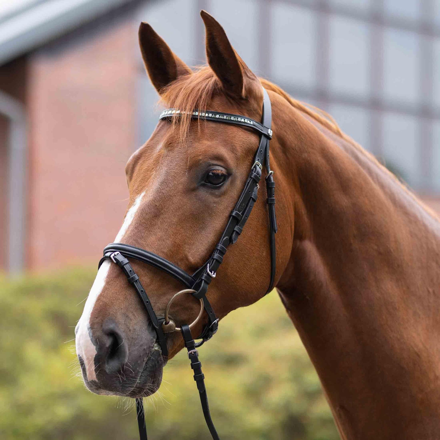Horze Weston Padded Leather Snaffle Bridle with Flash Noseband and Web Reins | English Bridle for Horses - Black - Cob