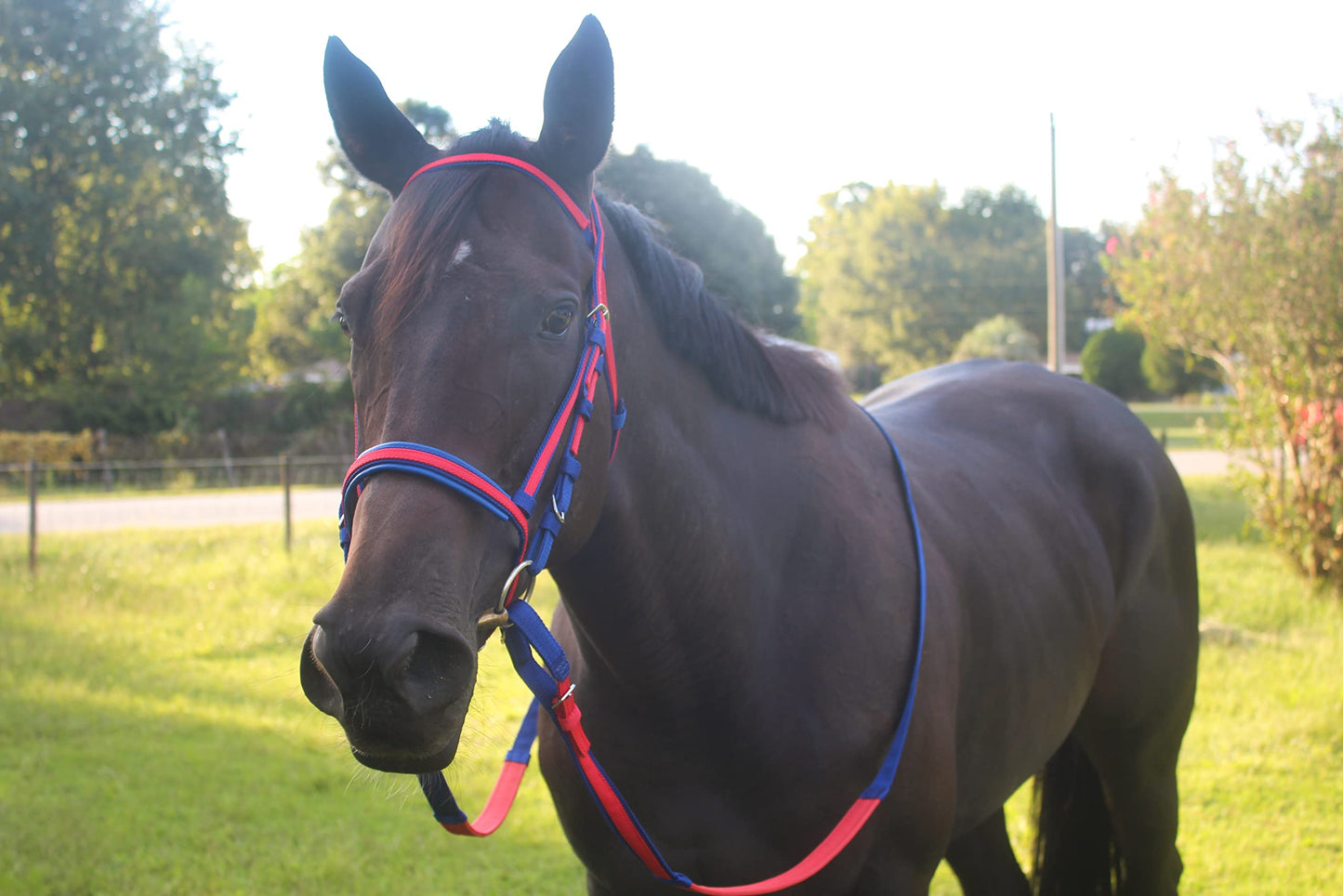 Tack Shack of Ocala Nylon Race Headstall, Custom Race Headstall, Nylon Headstall, Headstall for Horses, Race Headstall for Horses, Custom Made Headstall, Bridles for Horses, Bridles