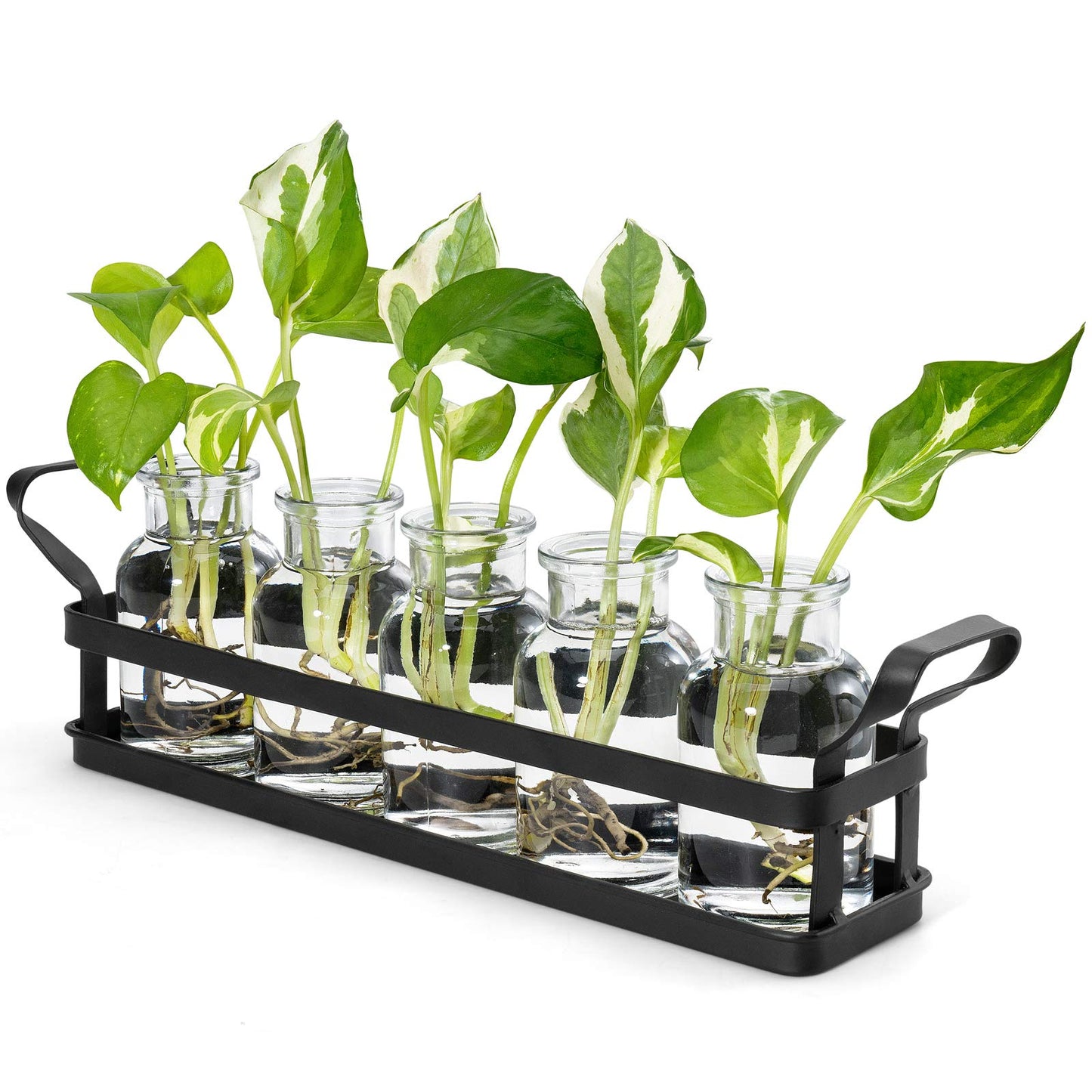 Mkono Propagation Stations with Metal Stand, Desktop Plant Terrarium Glass Planter Vase for Hydroponic Plants Flower Cutting Home Office Garden Decor Plant Lover Gifts, 5 Jars