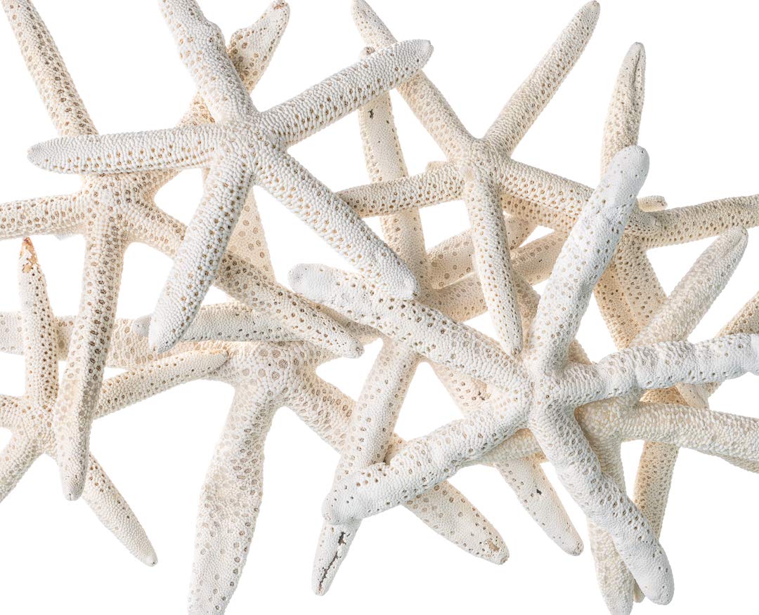 Starfish Decor - Star Fish for Craft - 10pk Uniquely Shaped 6-8" White Real Sea Stars - Beach Wedding Decor - Coastal Party Decorations