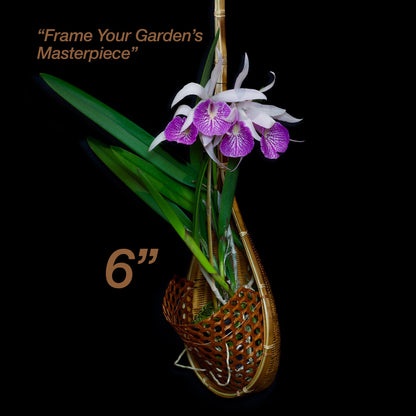 PANWA Handmade 100% Thai Bamboo Super Sanctuary Hanging Orchid Basket - 6 Inch Set of 2