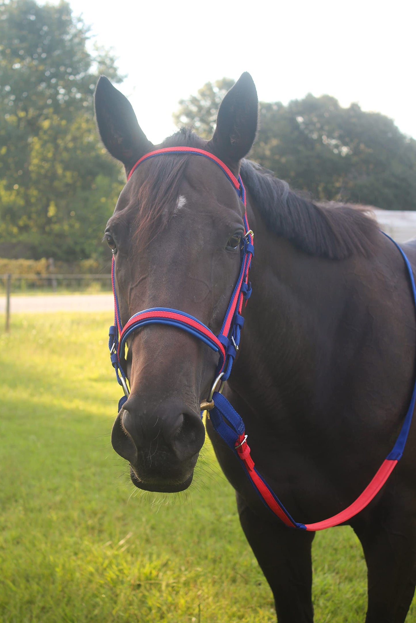 Tack Shack of Ocala Nylon Race Headstall, Custom Race Headstall, Nylon Headstall, Headstall for Horses, Race Headstall for Horses, Custom Made Headstall, Bridles for Horses, Bridles