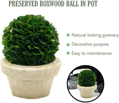 Serene Spaces Living Preserved Boxwood Ball with Small Pot – Boxwood in Planters, Preserved Plant for Boxwood Table Decor, Boxwood Centerpiece, Measures 5.5" Tall & 4" Diameter, Single