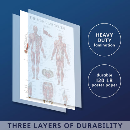 Palace Learning Muscular & Skeletal System Anatomical Poster Set - LAMINATED 2 Chart Set - Human Skeleton & Muscle Anatomy - (18" x 24")