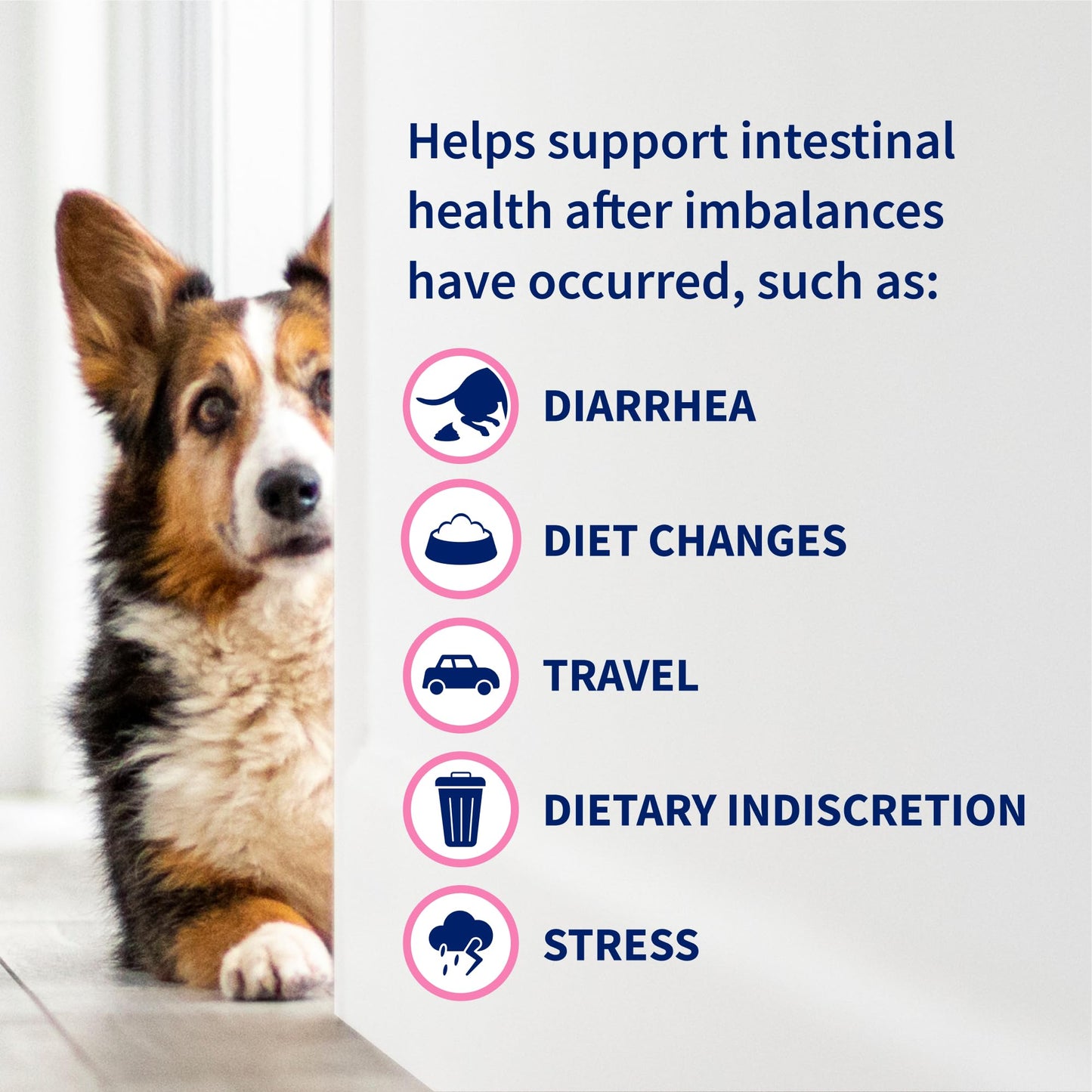 Nutramax Proviable Probiotics for Dogs and Cats, Daily Digestive Health Supplement with Multiple Strains of Bacteria, Cat and Dog Probiotics Plus Prebiotics, 80 Capsules