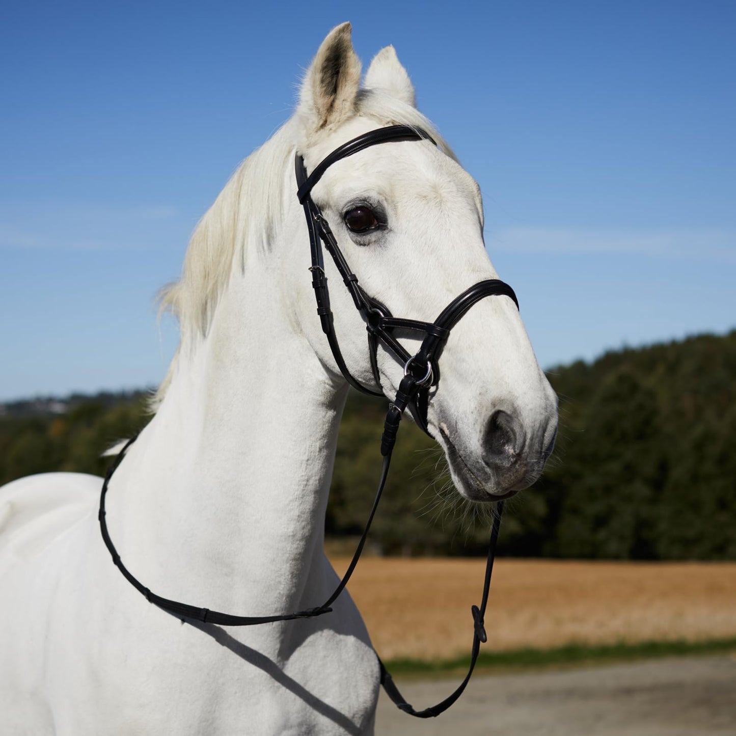 HORZE Denver Soft Leather English Side Pull Bitless Bridle for Horses | Web Reins Included - Black - Horse