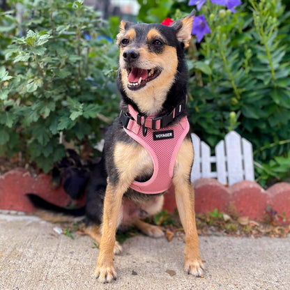 Voyager Step-in Lock Pet Harness - All Weather Mesh, Adjustable Step in Harness for Cats and Dogs by Best Pet Supplies - Pink, M