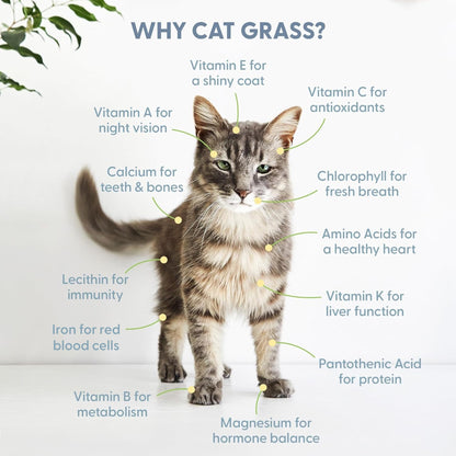 The Cat Ladies 100% Organic Cat Grass Seeds - Cat Grass for Indoor Cats - (Non GMO) 16 oz
