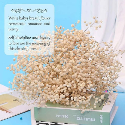 Babys Breath Dried Flowers Bouquet-17'' 3000+ Dry Flowers, Natural Gypsophila Branches for Wedding, Home Table Vase Decor, DIY Wreath Floral, Fall Thanksgiving Autumn Decoration (Ivory White, 3oz)