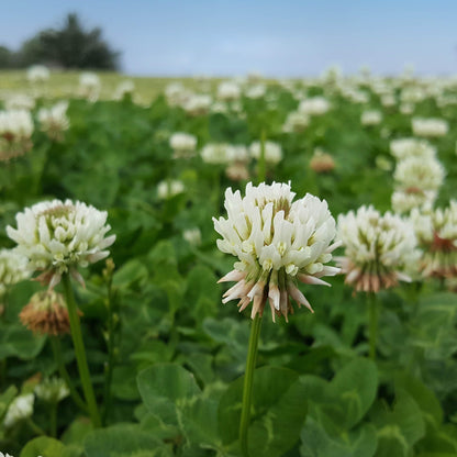 Outsidepride Perennial White Dutch Clover Seed - 1/4 lbs. Nitrocoated, Inoculated Clover Seeds for Lawn Alternative, Erosion Control, Food Plots, Ground Cover, & Pasture Mixtures in USDA Zones 3-10