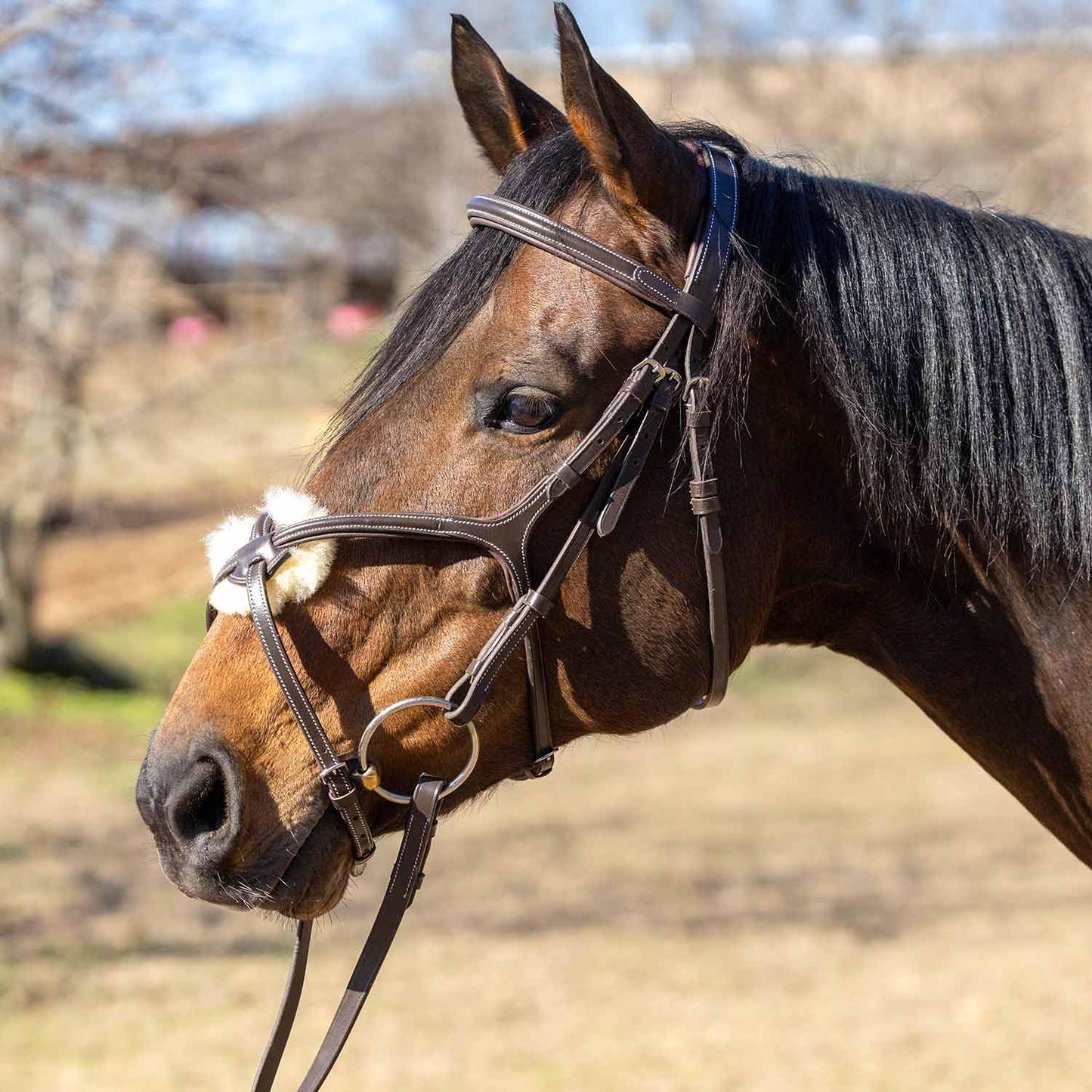 Jeffers Uniquely English Hickstead Figure-8 Leather Bridle for Horses with Web Reins, Cob - Padded Crown, Buckle Bit Ends, Sheepskin Noseband, Adjustable Throatlatch, Dressage, Jumping, Training