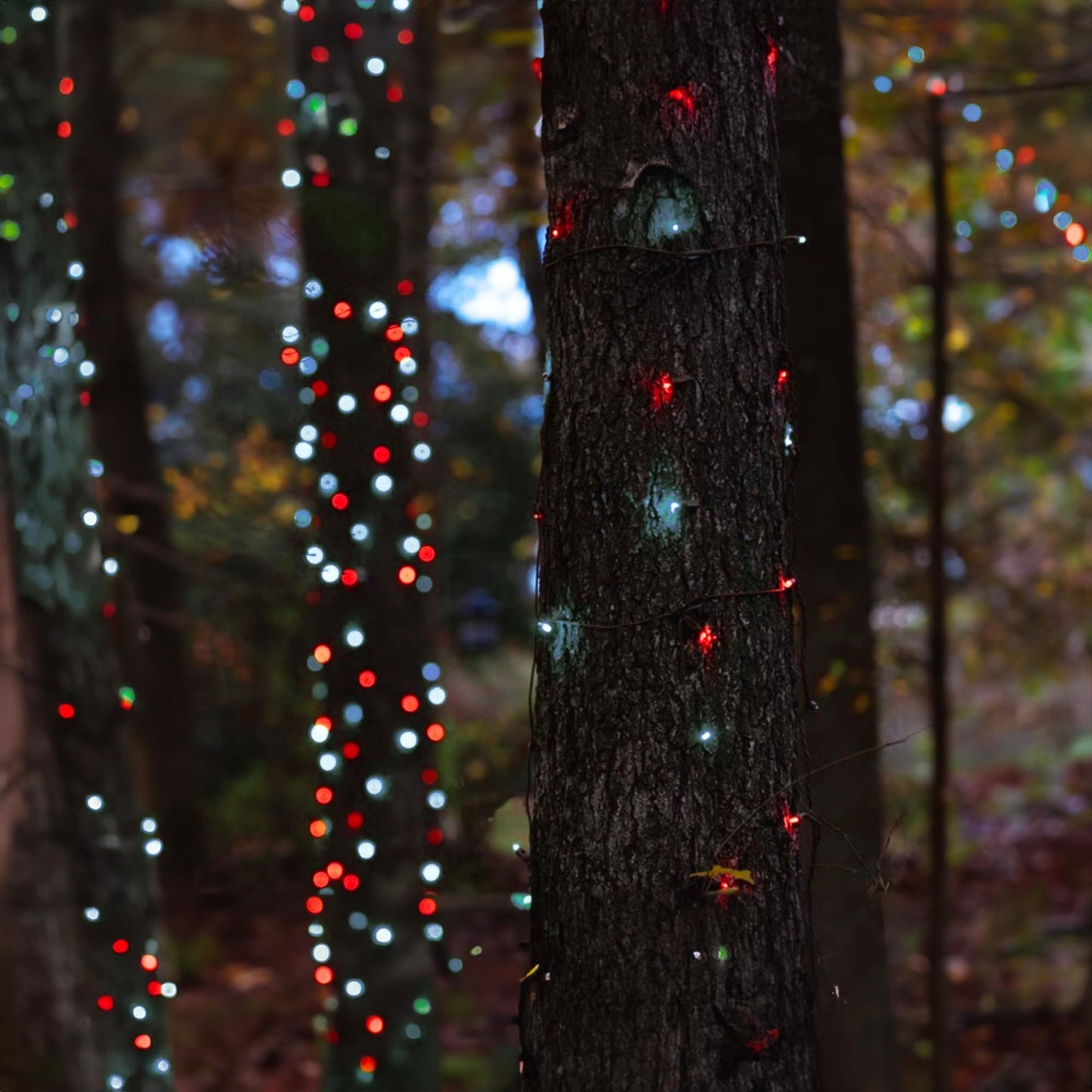 TW SHINE Battery Operated Christmas Lights, 2 Pack Total 100 LED 32 FT Battery Operated String Lights with 8 Modes, Xmas Lights for Outdoor Indoor Wedding Party Home Decorations, Red & White