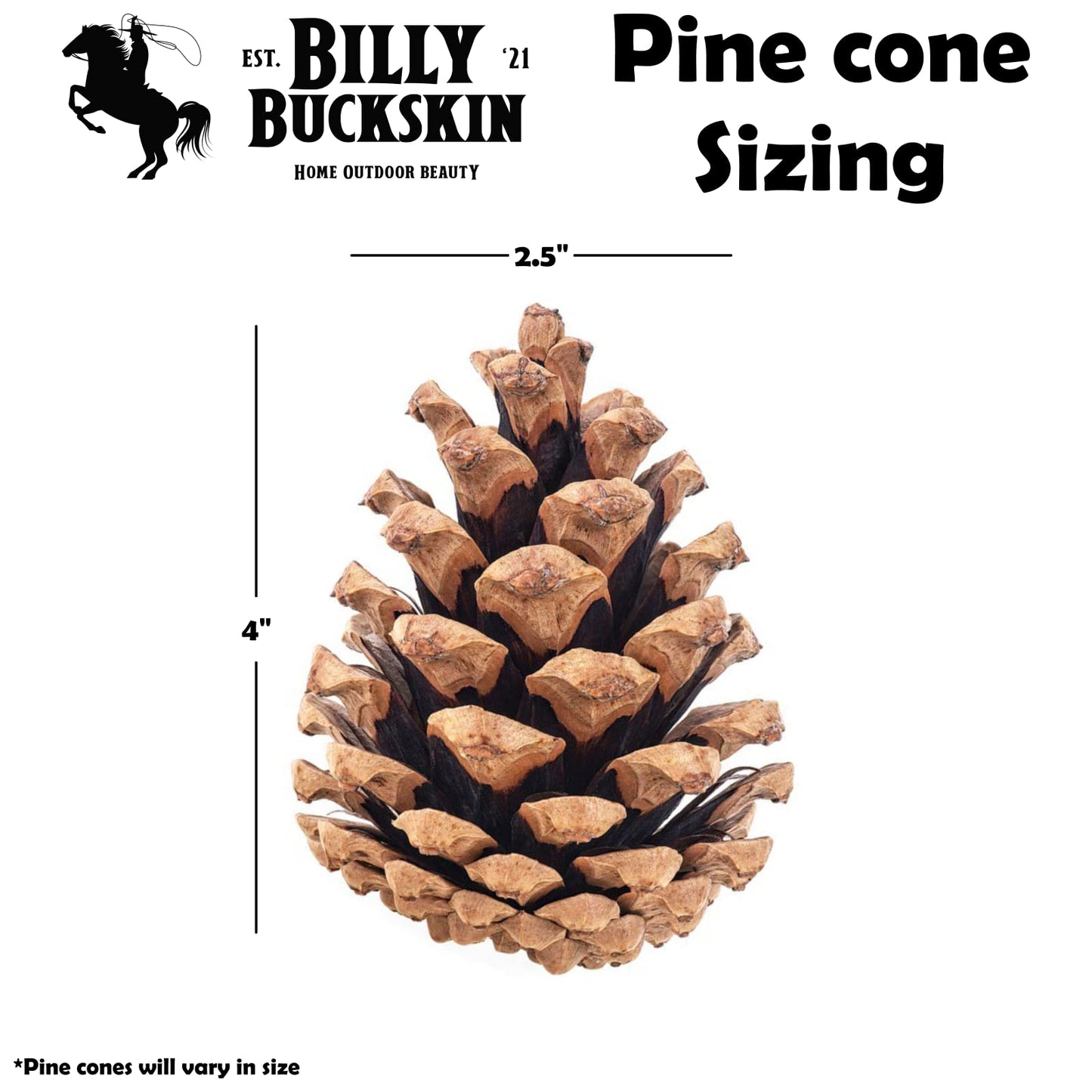 20 Large Natural Pine Cones for Crafts, 3" to 4" Tall Pine Cones Craft for Table, Home Decor, Vase Fillers, Desk & Christmas Trees, Unscented Pinecones Crafts Ornament for Decorating by Billy Buckskin