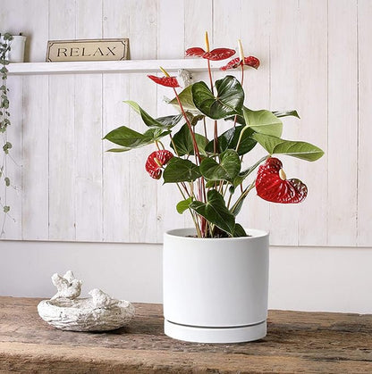 Aveyas 8 inch Ceramic Plant Pot with Drainage Hole and Saucer - Suitable for Indoor and Outdoor Use, Modern Planters for House Garden Flower Tree Snake Monstera Plants (8", Matte White)