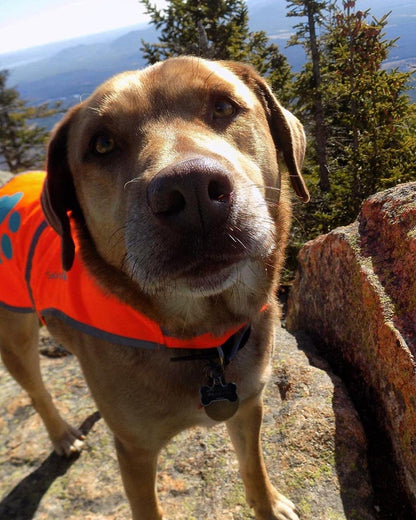 Blaze Orange Reflective Dog Vest, High Visibility in Woods & Hunting Areas