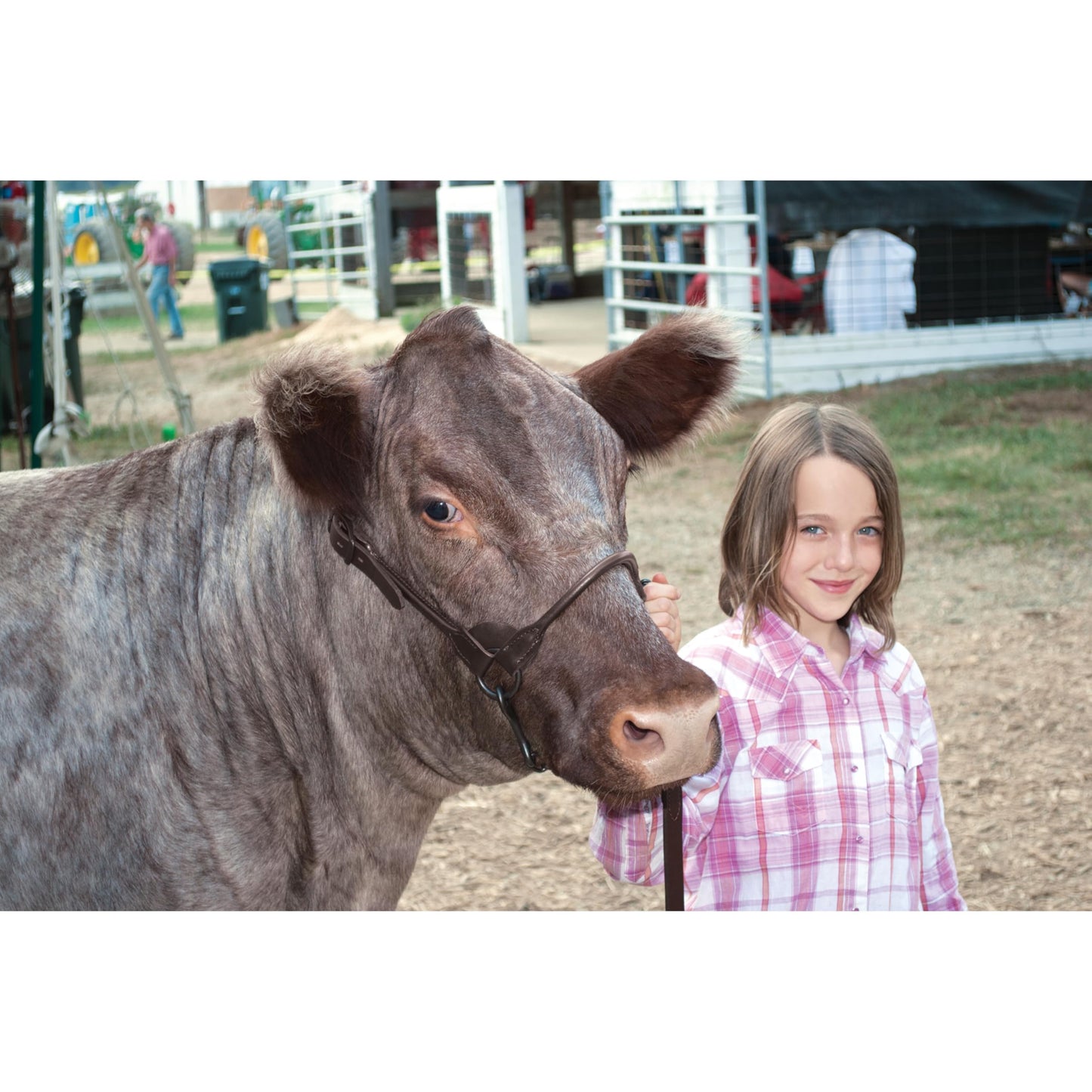 Weaver Livestock Leather Bombshell Show Cattle Halter, Adjustable, Modern Style Cow Calf Halter, Livestock Handling Equipment for Showing, Brown