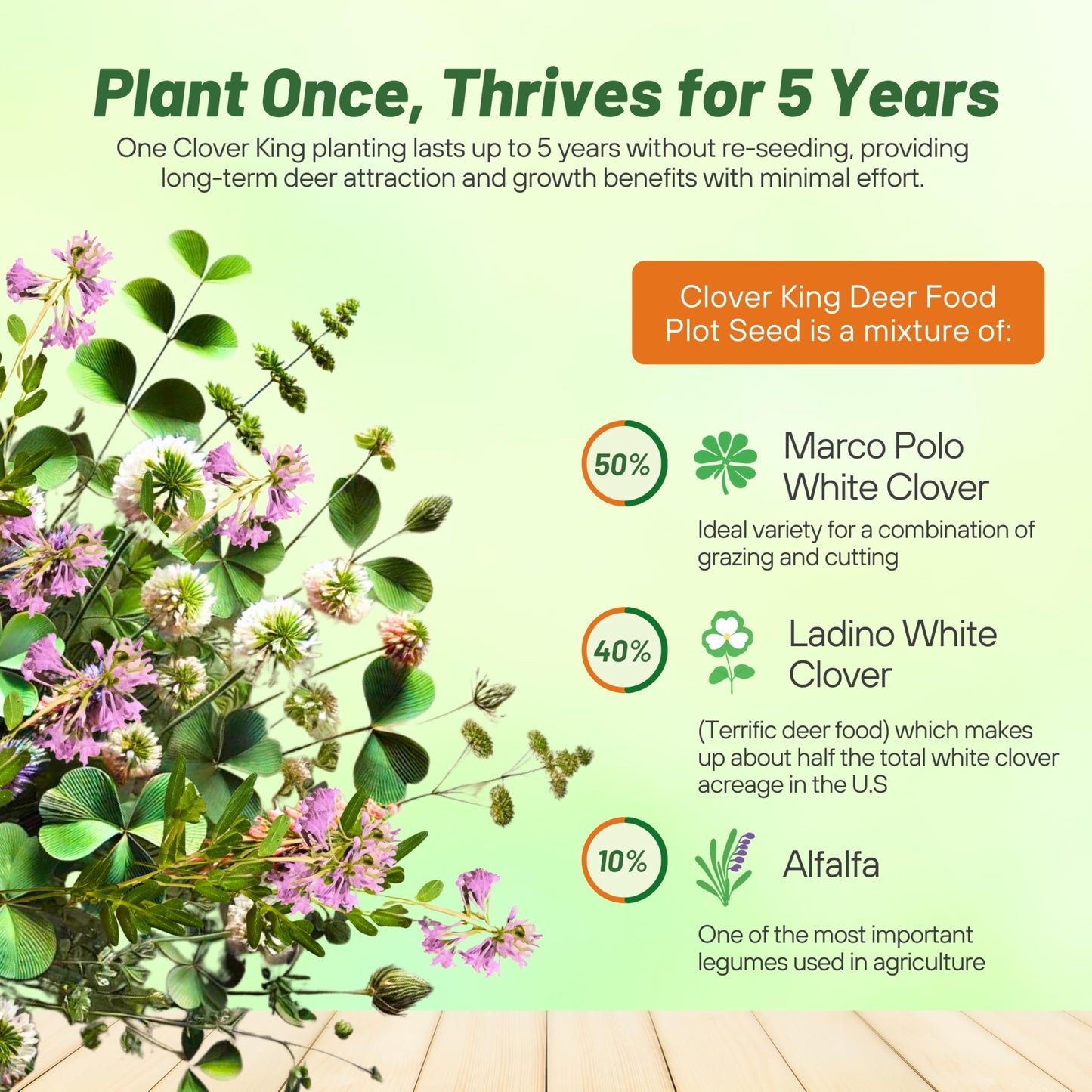 Outsidepride Perennial Clover King Seed Mix - 5 lbs Nitrocoated, Inoculated, Heat & Cold Tolerant, Alfalfa-Enhanced Food Plot Seeds for Deer & Wildlife, Ideal for Spring, Summer, & Winter Food Plots