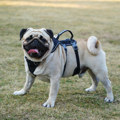 Wuffley Escape Proof Dog Harness and Leash Set, Lightweight Dog Harness with Lift and Assist Handle, No Pull Reflective Pet Vest for Small Medium Dogs, Ideal for Puppy Walking and Training (Black,XS)