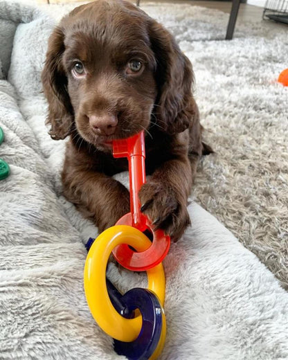 Nylabone Puppy Chew Key Ring Toy, Toys for Teething Puppies, Multi Color, Bacon Flavor, Medium - Up to 35 lbs, 1 Count