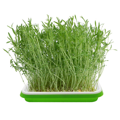 5 Layers Seed Starter Kit - Seed Sprouter Trays with Clear Lid & Stainless Steel Shelf, Soil-Free Germination Trays for Indoor/Outdoor Microgreens, Wheatgrass Mung Beans Cat Grass & Seedling Growing