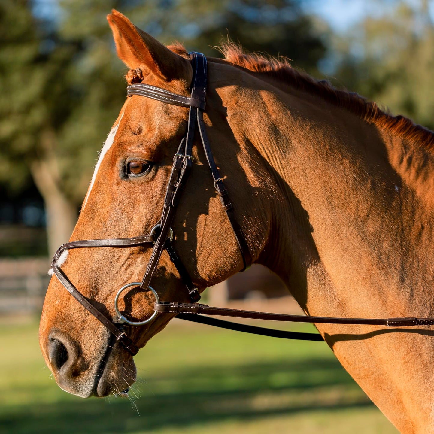 Equinavia Saga Adjustable Padded Fancy Stitched Figure 8 Bridle with Reins - Chocolate Brown - Warmblood
