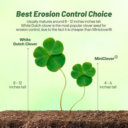 Outsidepride Perennial White Dutch Clover Seed - 1 lbs. Nitrocoated, Inoculated Clover Seeds for Lawn Alternative, Erosion Control, Food Plots, Ground Cover, & Pasture Mixtures in USDA Zones 3-10