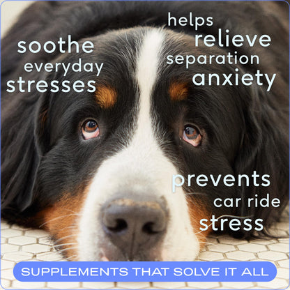 Native Pet Calming Chews for Dogs - Melatonin for Dogs Anxiety Relief - Grain Free All Natural Hemp Calming Treats & L-Theanine Helps Manage Stress & Separation Anxiety - Puppy Sleep Aid - 60 Chews