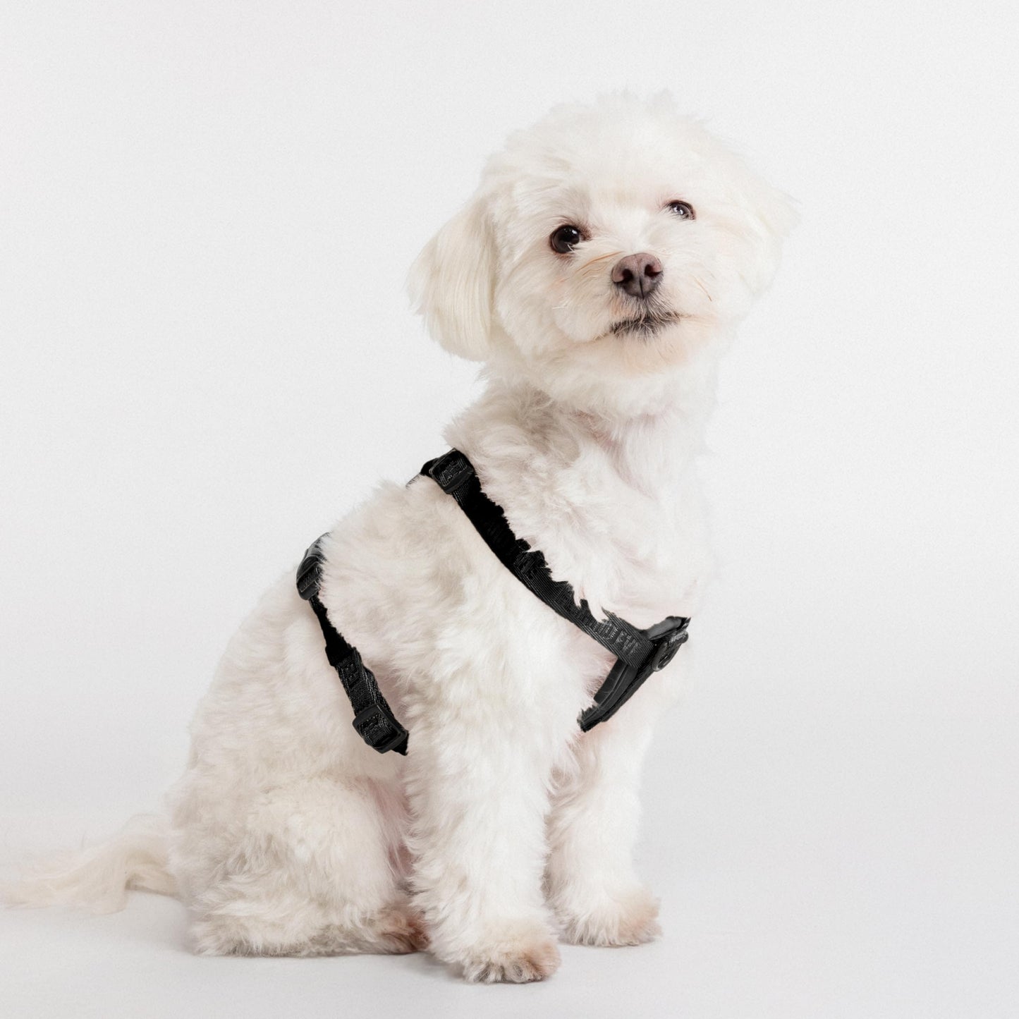 Fei & Eve Moxie H-Shape Dog Harness | Ultra-Lightweight | 3-Leash System for No-Pull Control | Easy On-Off | Adjustable 210D Breathable Nylon | Soft Padded Lining, Black, XS