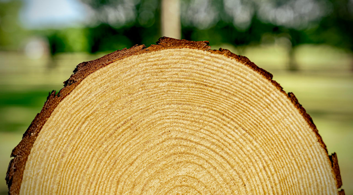 Set of (12) 8-9" Wood Slices for centerpieces! Wedding and Baby Shower centerpieces 8 inch Wood Slices (8-9 inch Set of 12)