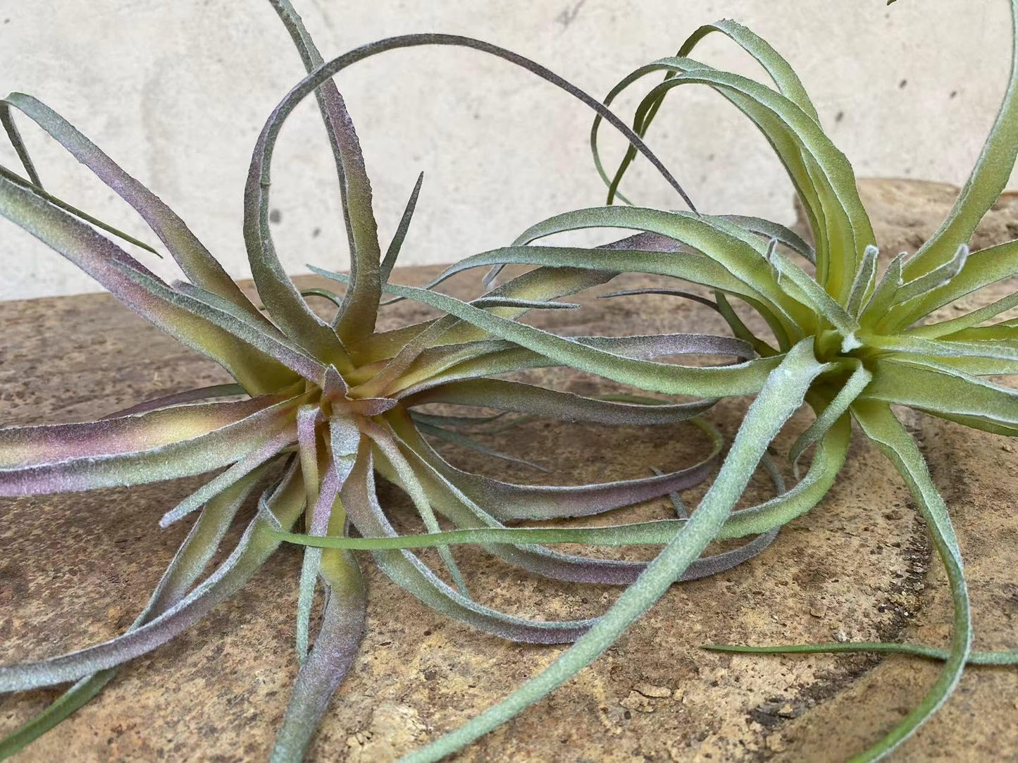Casktcom® Large Green Real Touch Faux Air Plants, Lifelike Fake Tillandsia Pick, Artificial Air Plants for DIY Garden Wedding Home Decor — No Care Needed 5 pcs