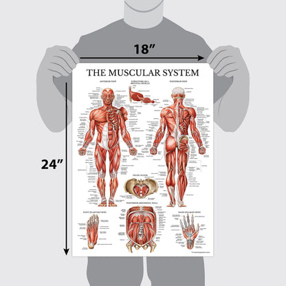 Palace Learning Muscular & Skeletal System Anatomical Poster Set - LAMINATED 2 Chart Set - Human Skeleton & Muscle Anatomy - (18" x 24")