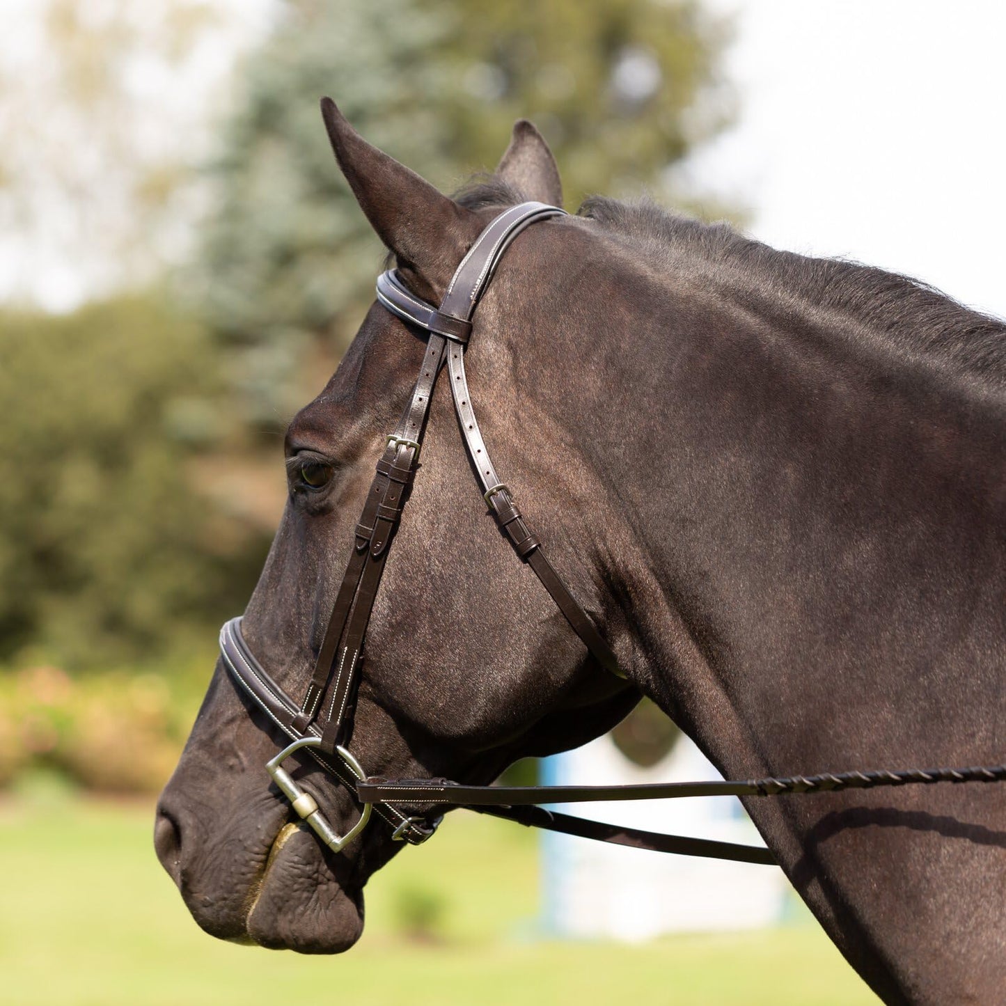 Equinavia Saga Adjustable Padded Fancy Stitched Hunter Bridle with Reins - Chocolate Brown - Pony