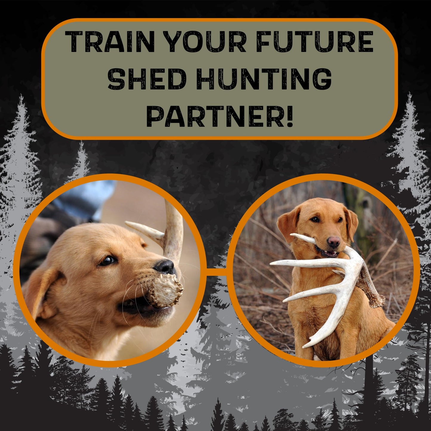 DogBone Shed Dog Training Instructional DVD (3+ Hours) | Dog Training Kit | Hunting Dog Accessories | Dog Scent Training Kit | Deer Hunting Accessories | Dog Training Tools