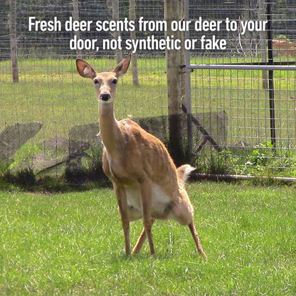 Doe Estrus Hunting Spray - Certified Peak Doe Urine | Whitetail Deer Attractant for Effective Hunting