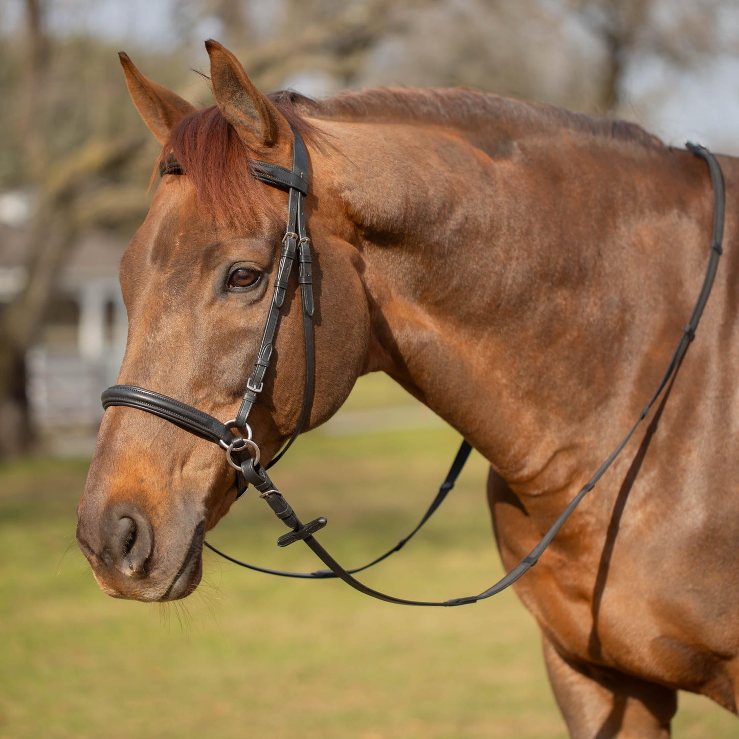 Equinavia Saga Cross-Under English Bitless Bridle for Horses | Reins Included - Chocolate Brown - Cob