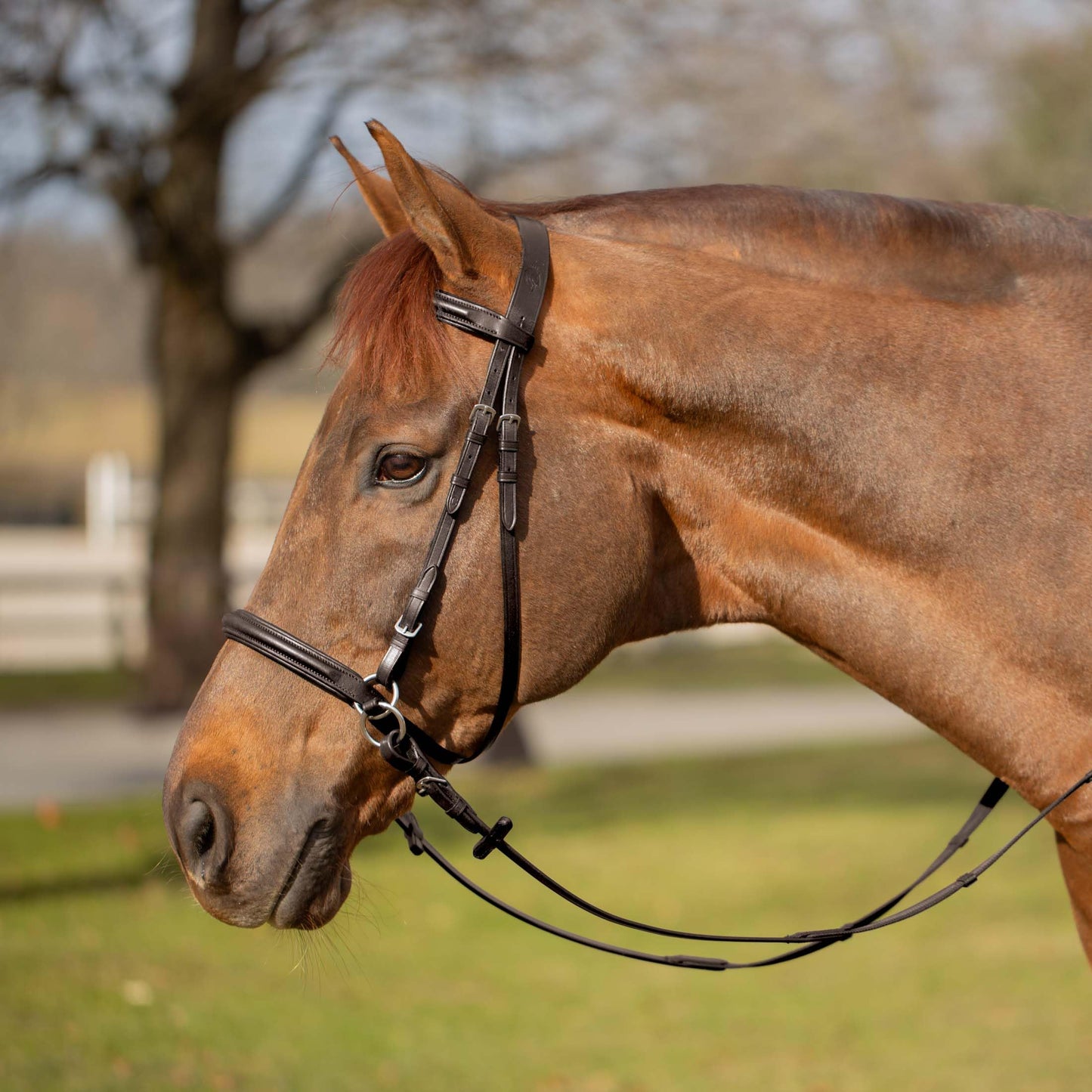 Equinavia Saga Cross-Under English Bitless Bridle for Horses | Reins Included - Chocolate Brown - Cob